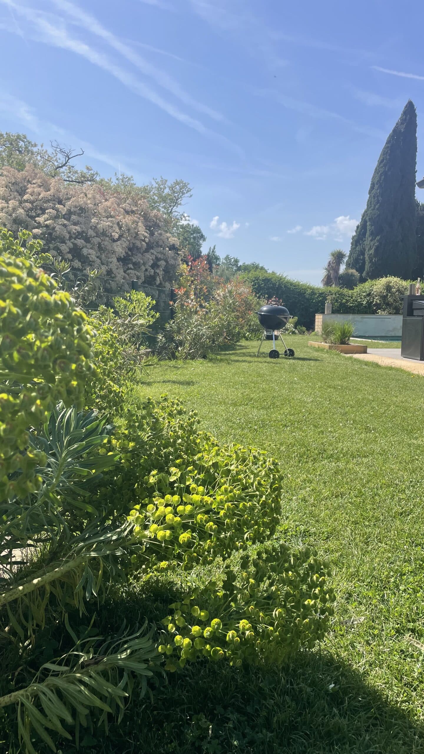Barbecue noir sur pelouse verte, jardin ensoleillé avec euphorbes et cyprès sous ciel bleu.