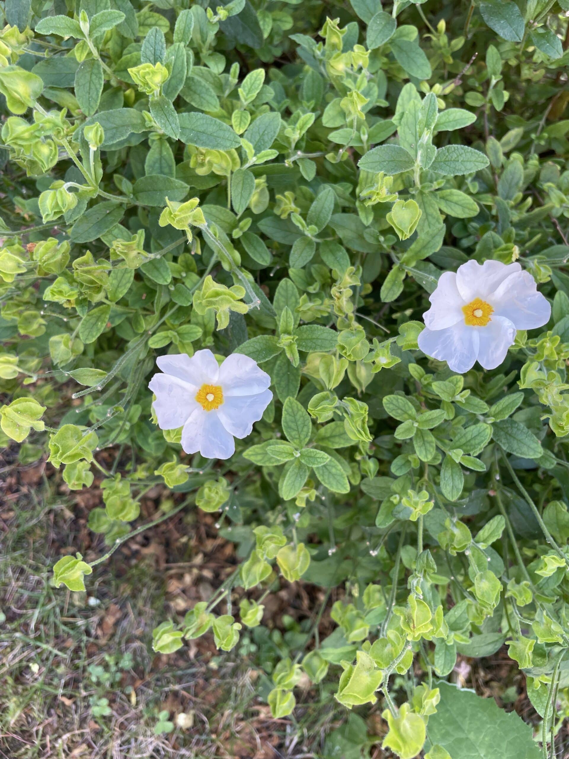 Fleurs de ciste à feuilles de sauge, blanc et jaune.